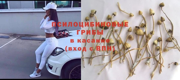 гашик Алексин